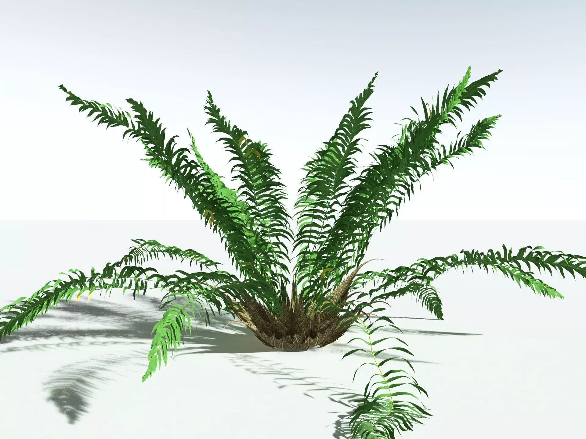 EVERYPlant Basket Fern LowPoly Low-poly 3D model_20