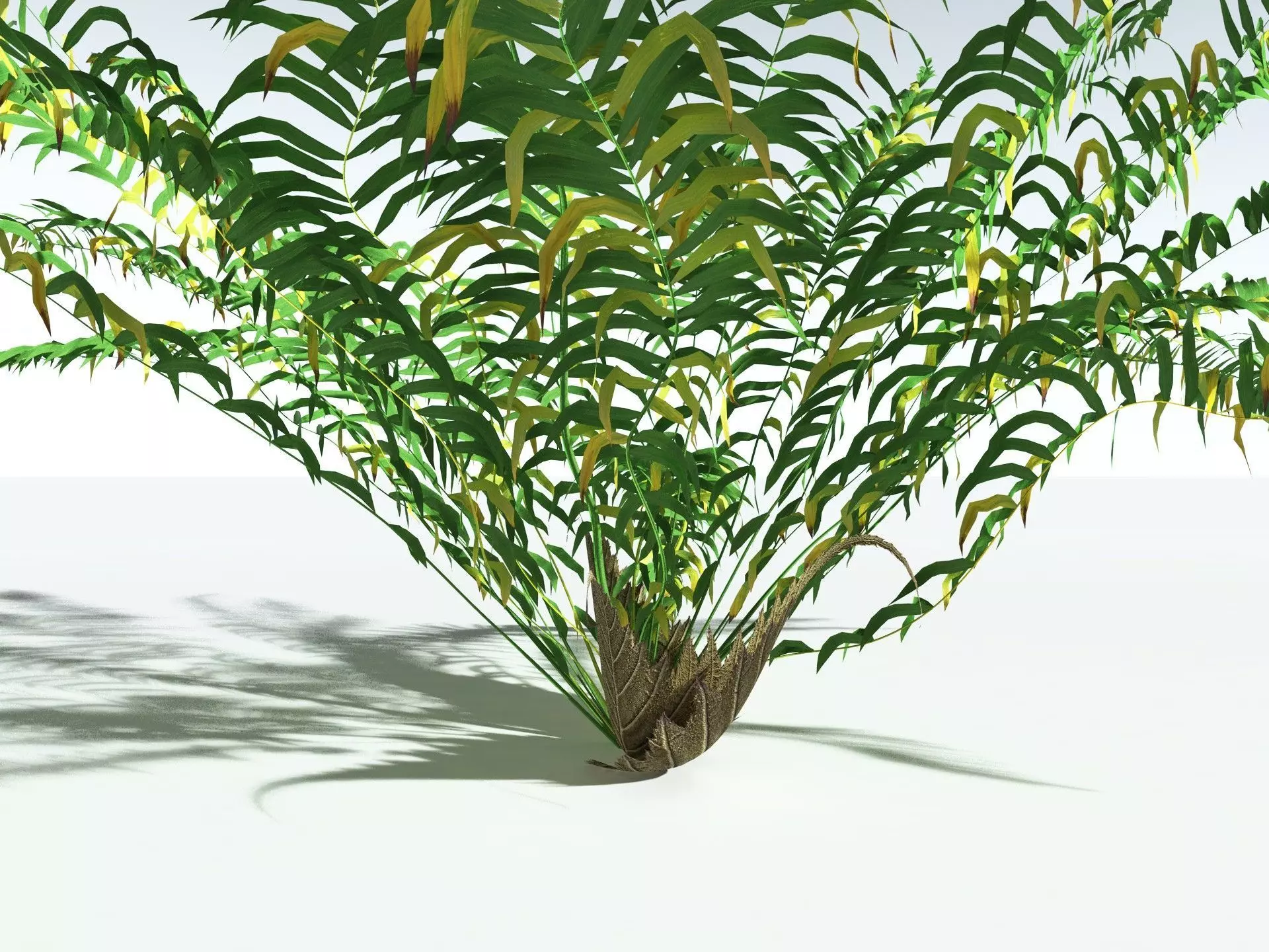 EVERYPlant Basket Fern LowPoly Low-poly 3D model_13