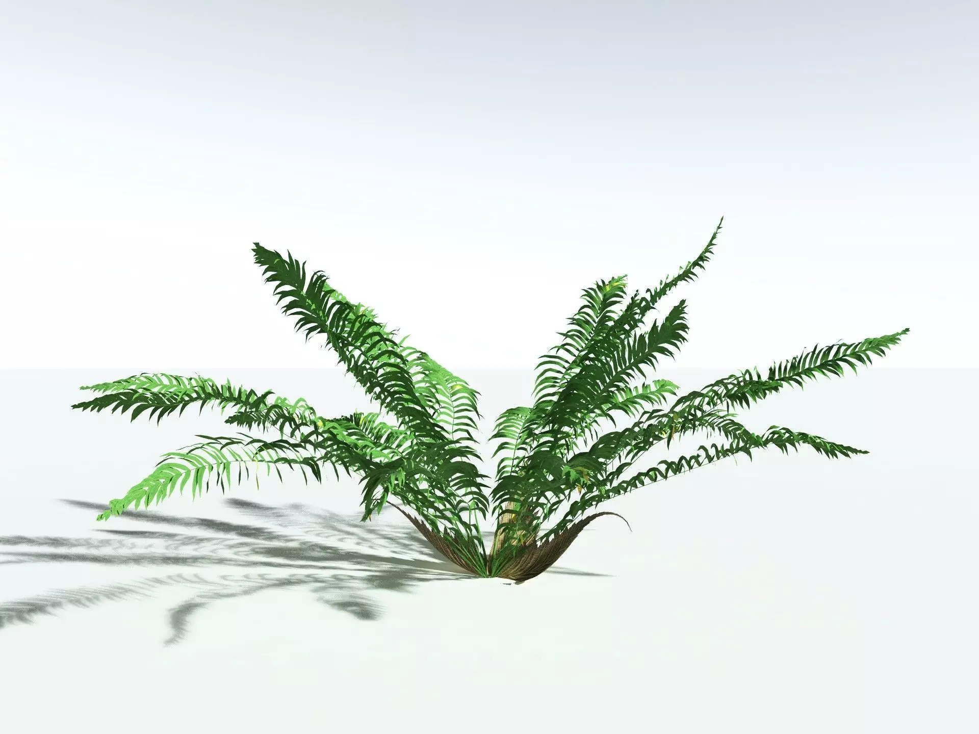 EVERYPlant Basket Fern LowPoly Low-poly 3D model_6