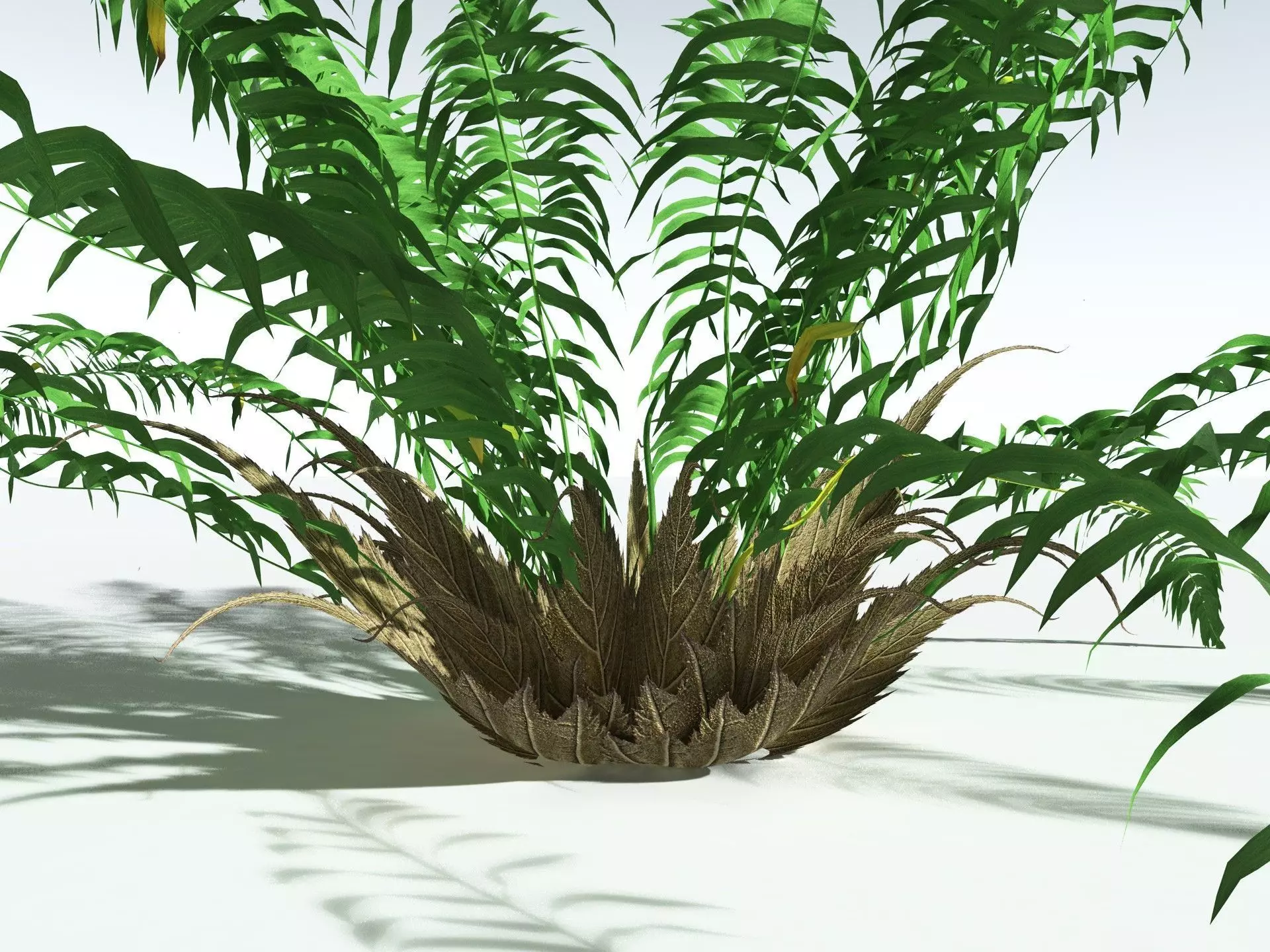 EVERYPlant Basket Fern LowPoly Low-poly 3D model_21