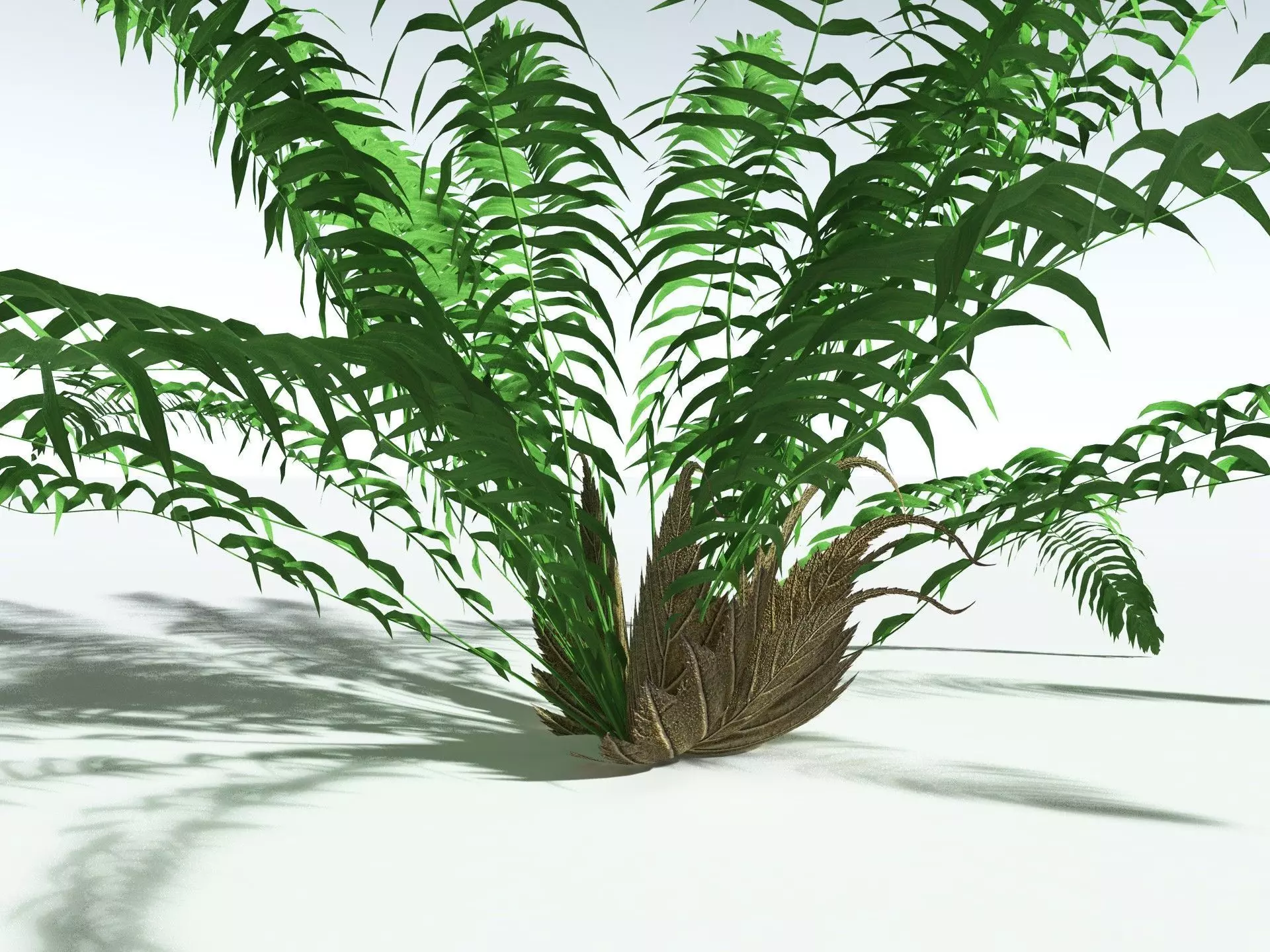 EVERYPlant Basket Fern LowPoly Low-poly 3D model_11