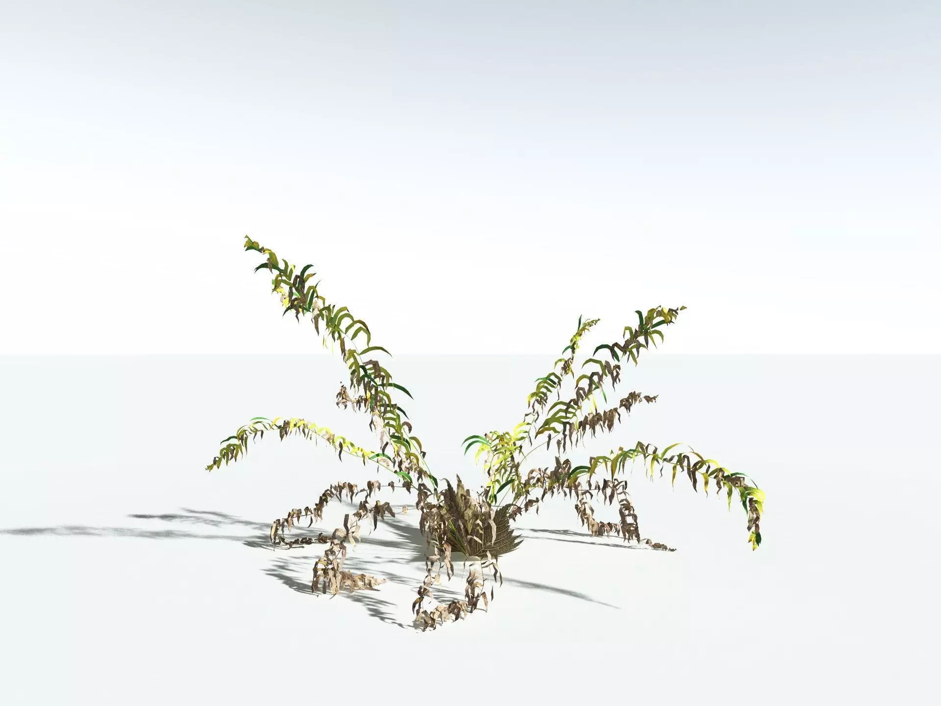EVERYPlant Basket Fern LowPoly Low-poly 3D model_16