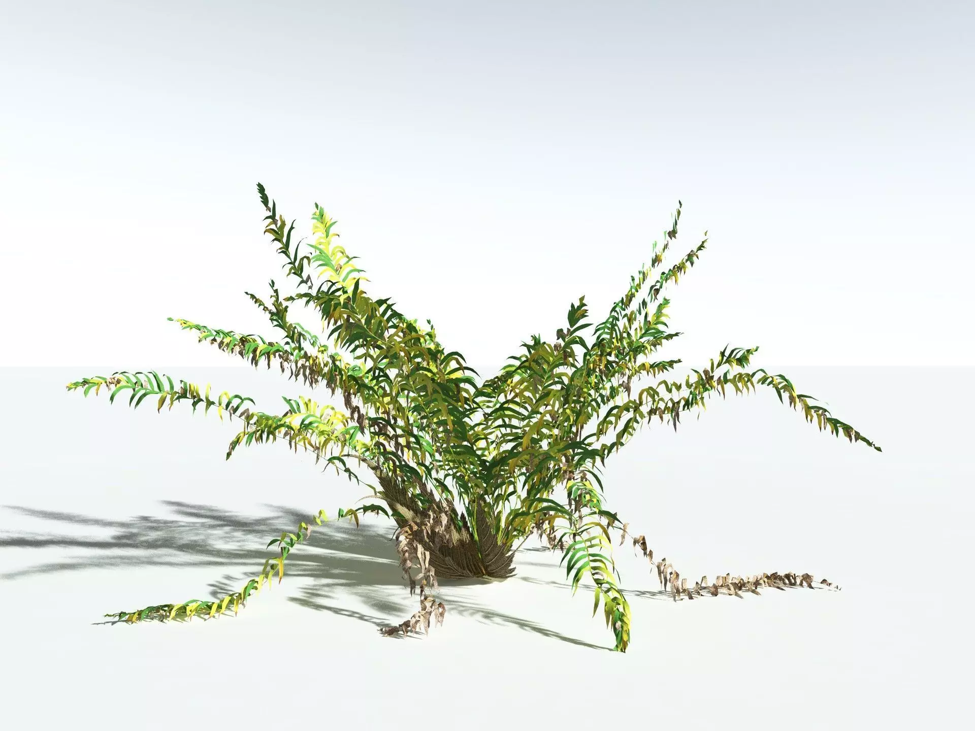 EVERYPlant Basket Fern LowPoly Low-poly 3D model_14