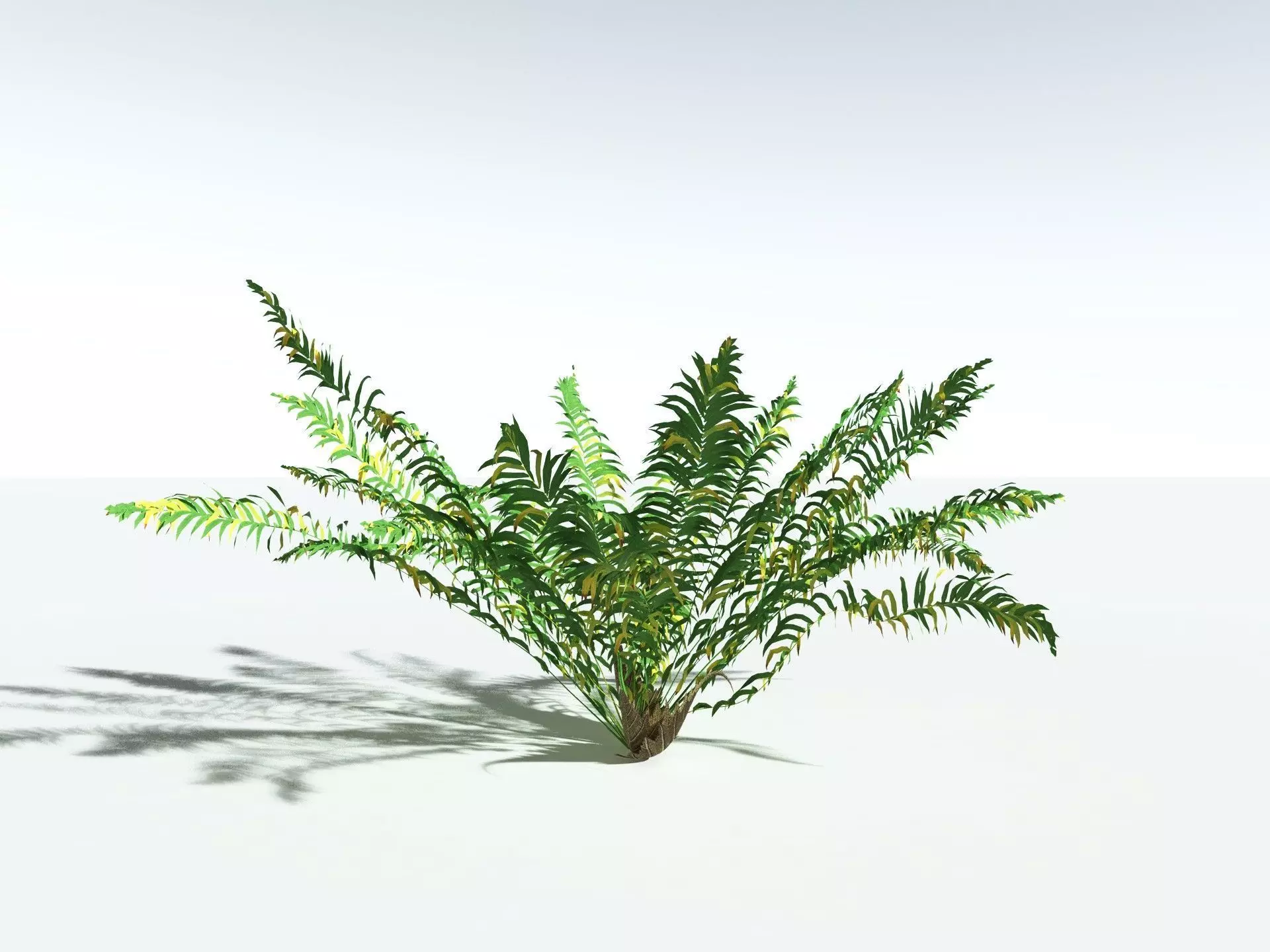 EVERYPlant Basket Fern LowPoly Low-poly 3D model_12