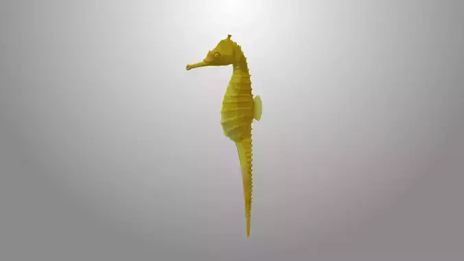 Seahorse fish 3D model Rigged