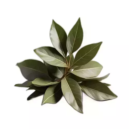 Realistic Bay Laurel Leaves Cluster