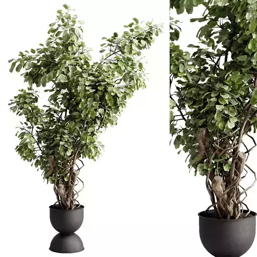 Tree plant in a concrete pot - indoor plant 684
