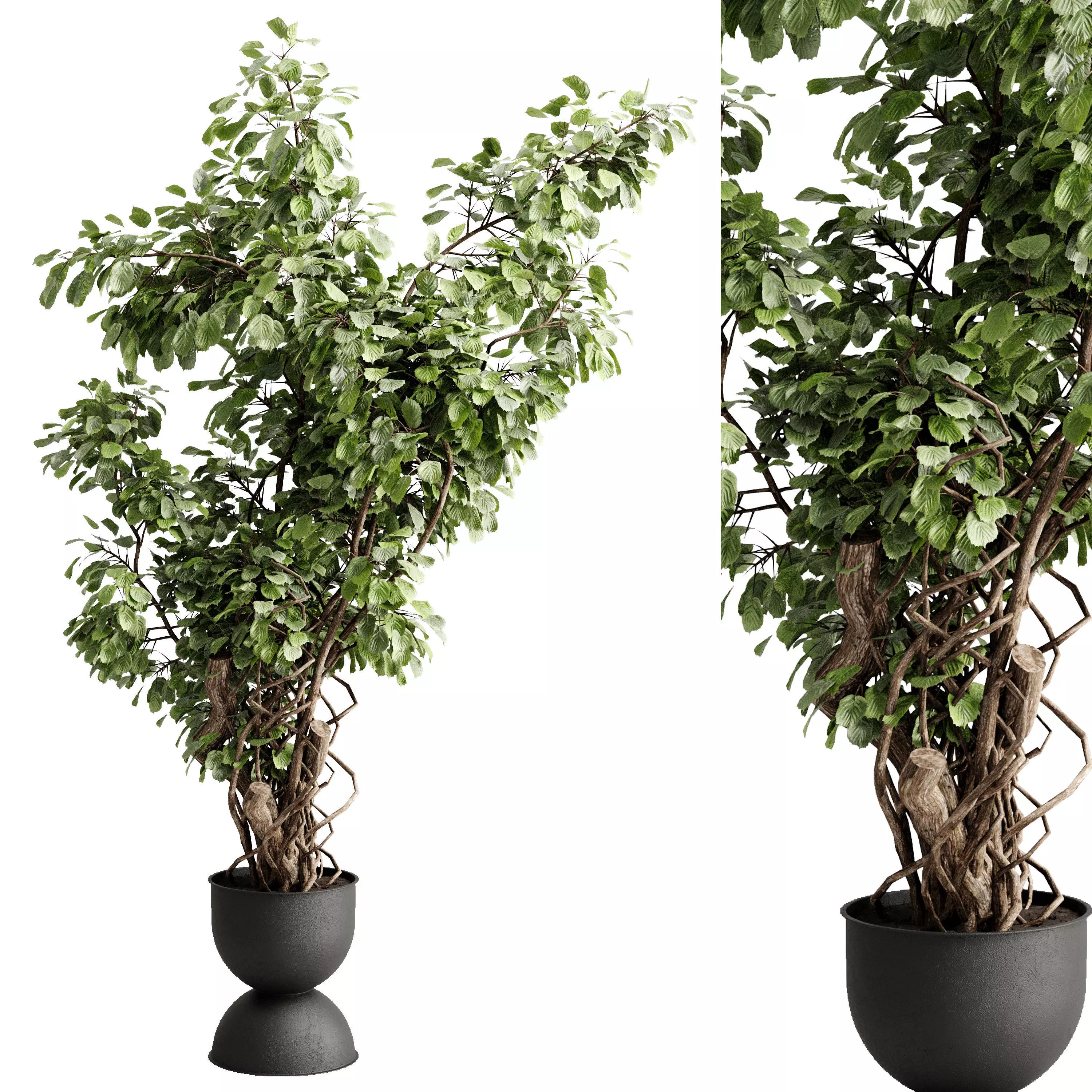 Tree plant in a concrete pot - indoor plant 684 3D model
