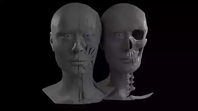 HD Female Anatomy Busts