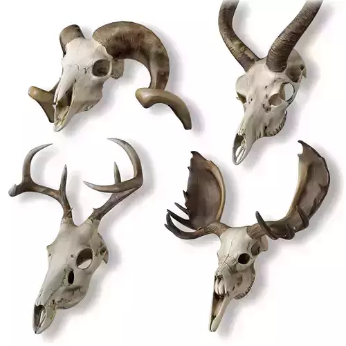 Animal Skulls