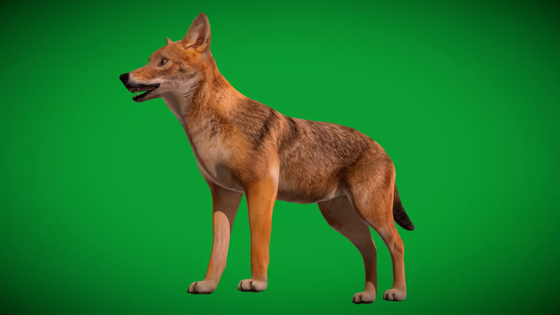 European Female Jackal Low-poly 3D model_43