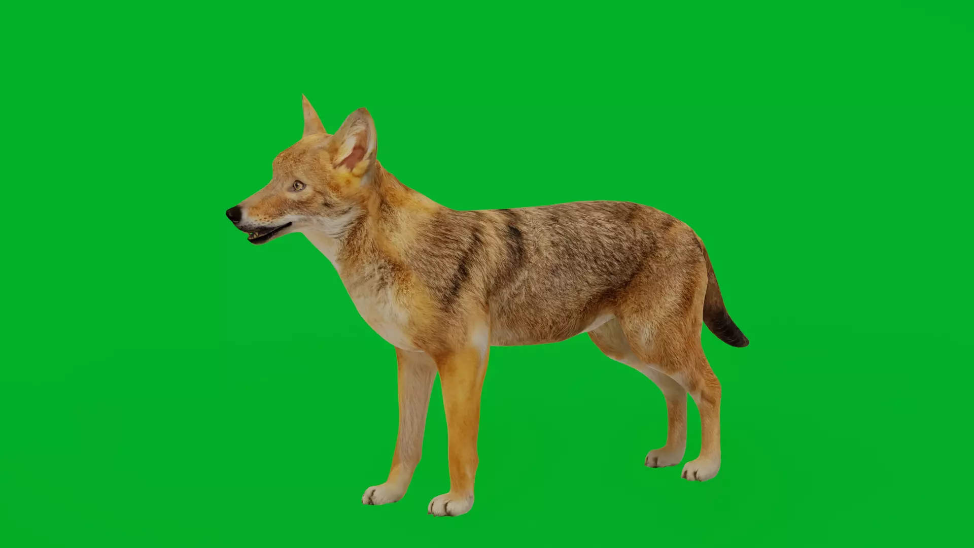 European Female Jackal Low-poly 3D model_8