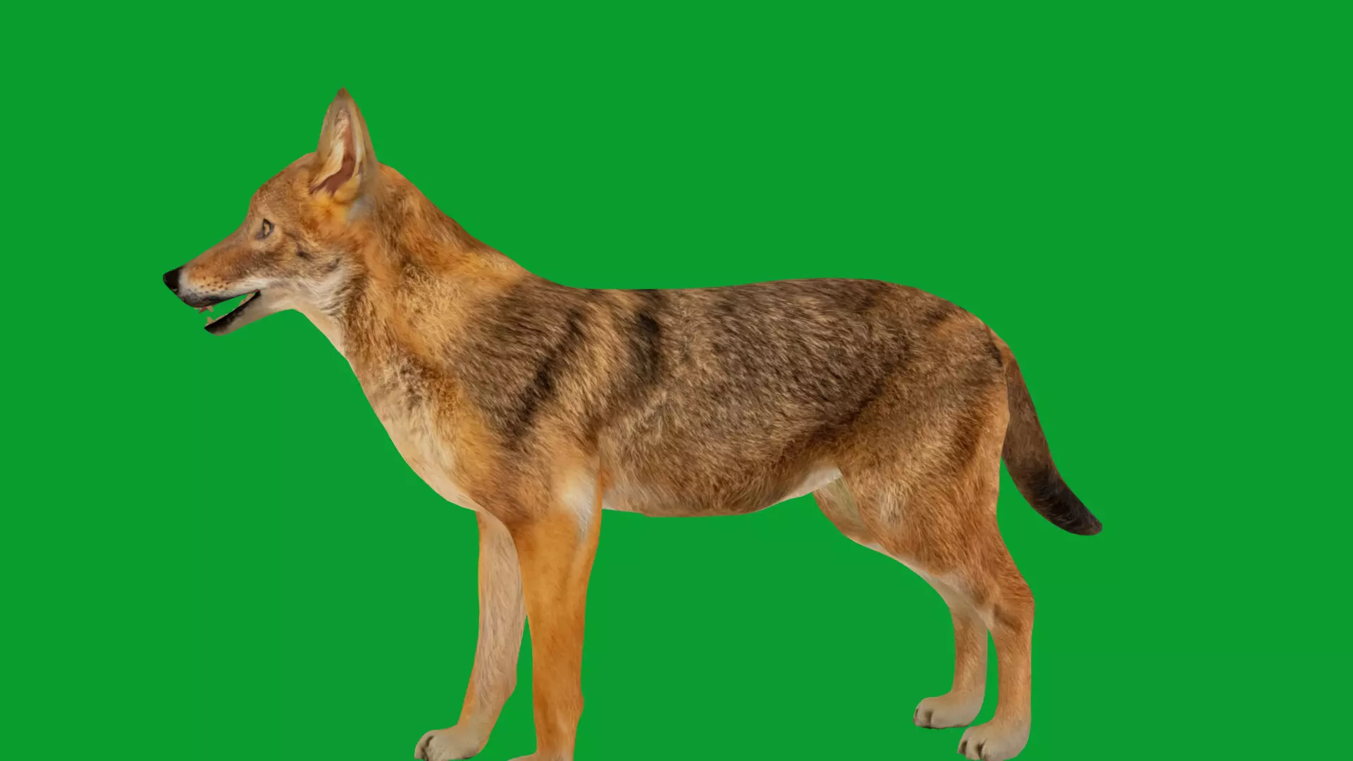 European Female Jackal Low-poly 3D model_40