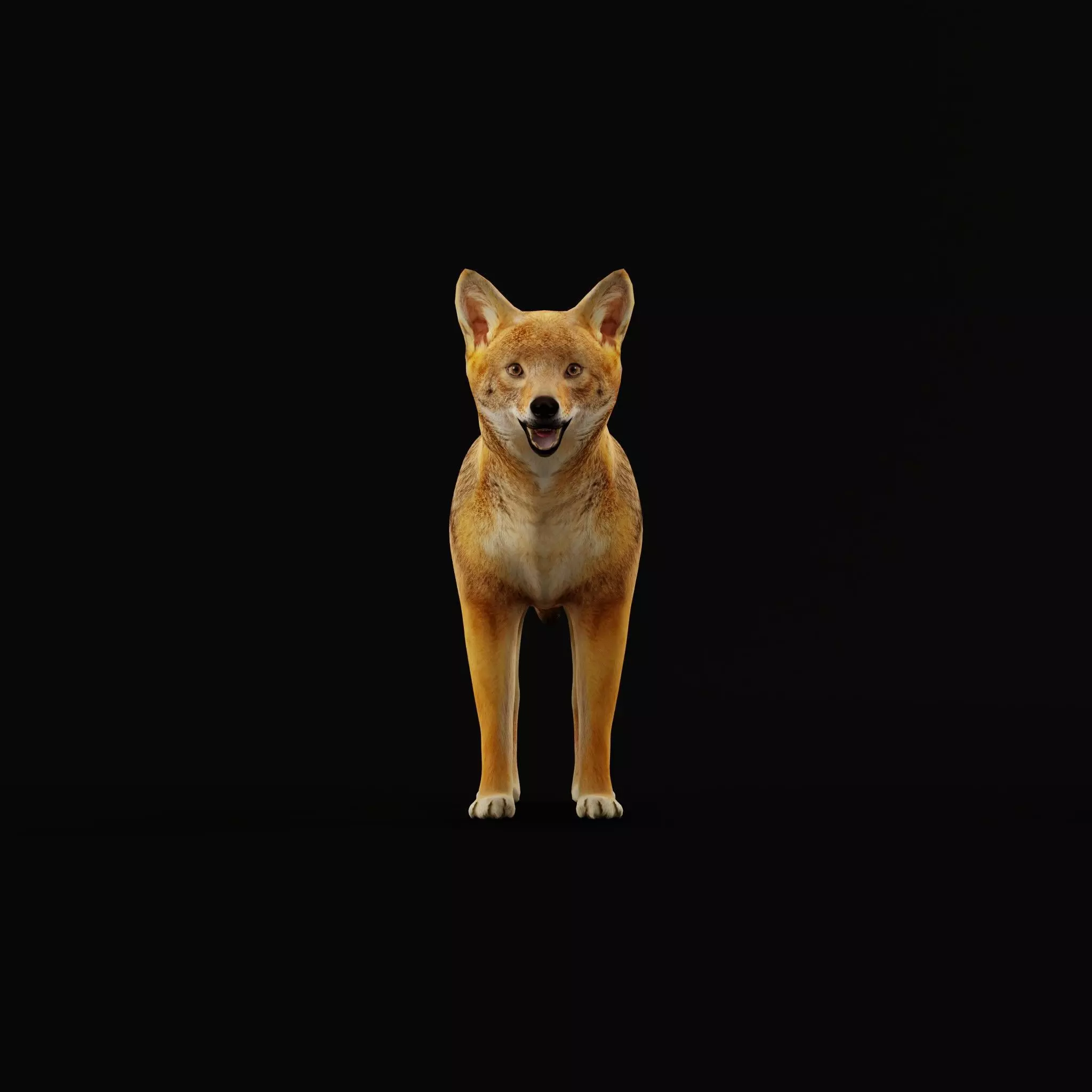 European Female Jackal Low-poly 3D model_20
