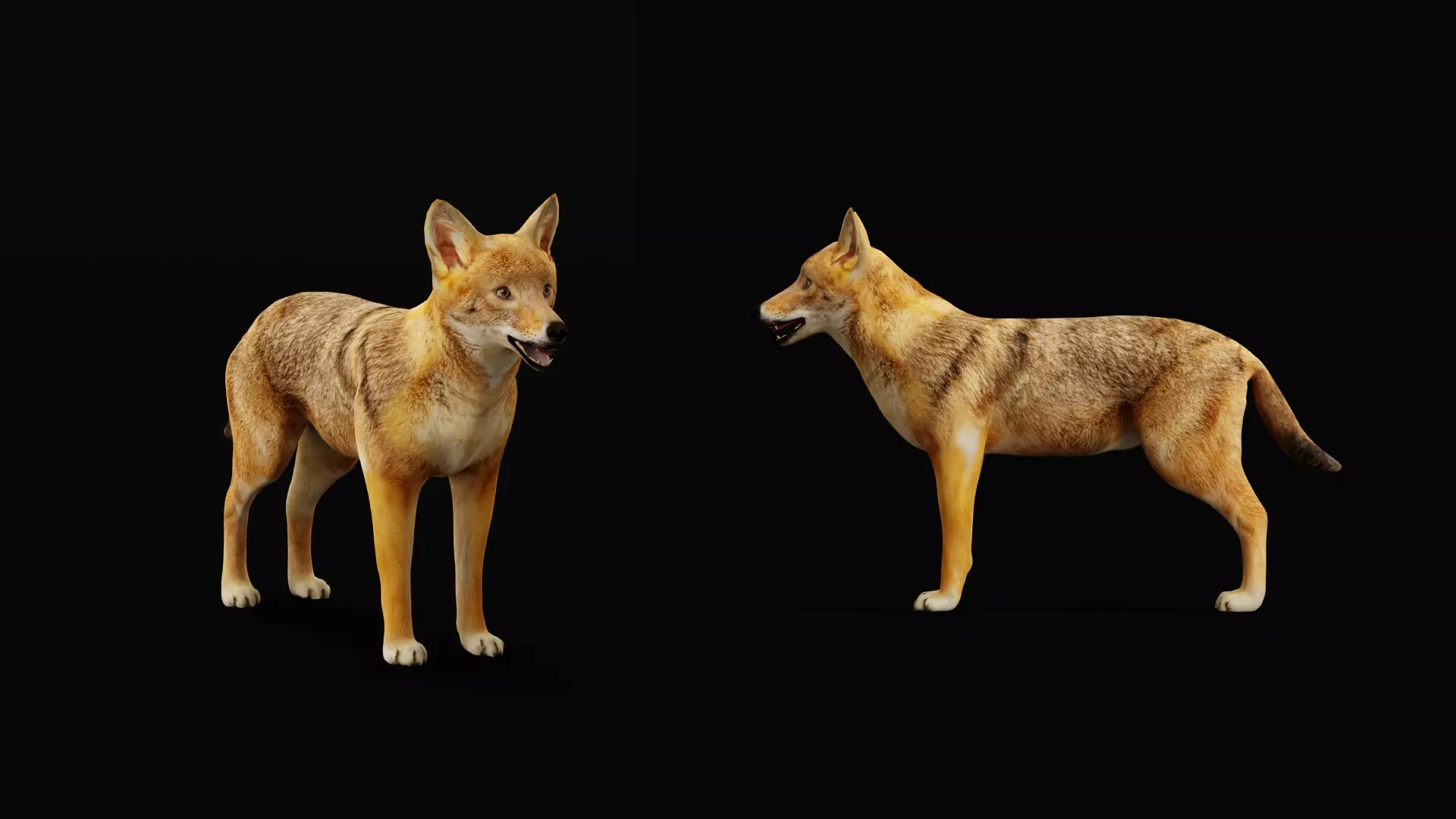 European Female Jackal Low-poly 3D model_39