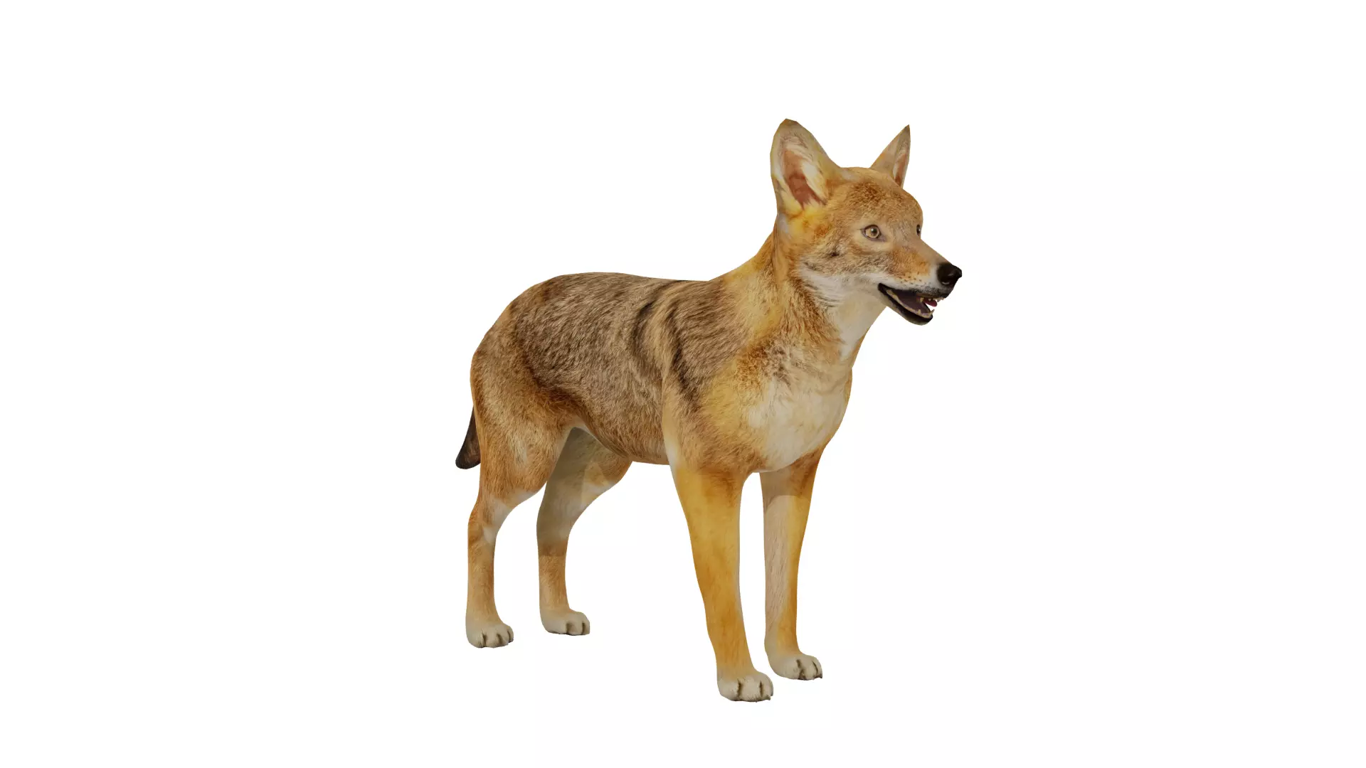 European Female Jackal Low-poly 3D model_7