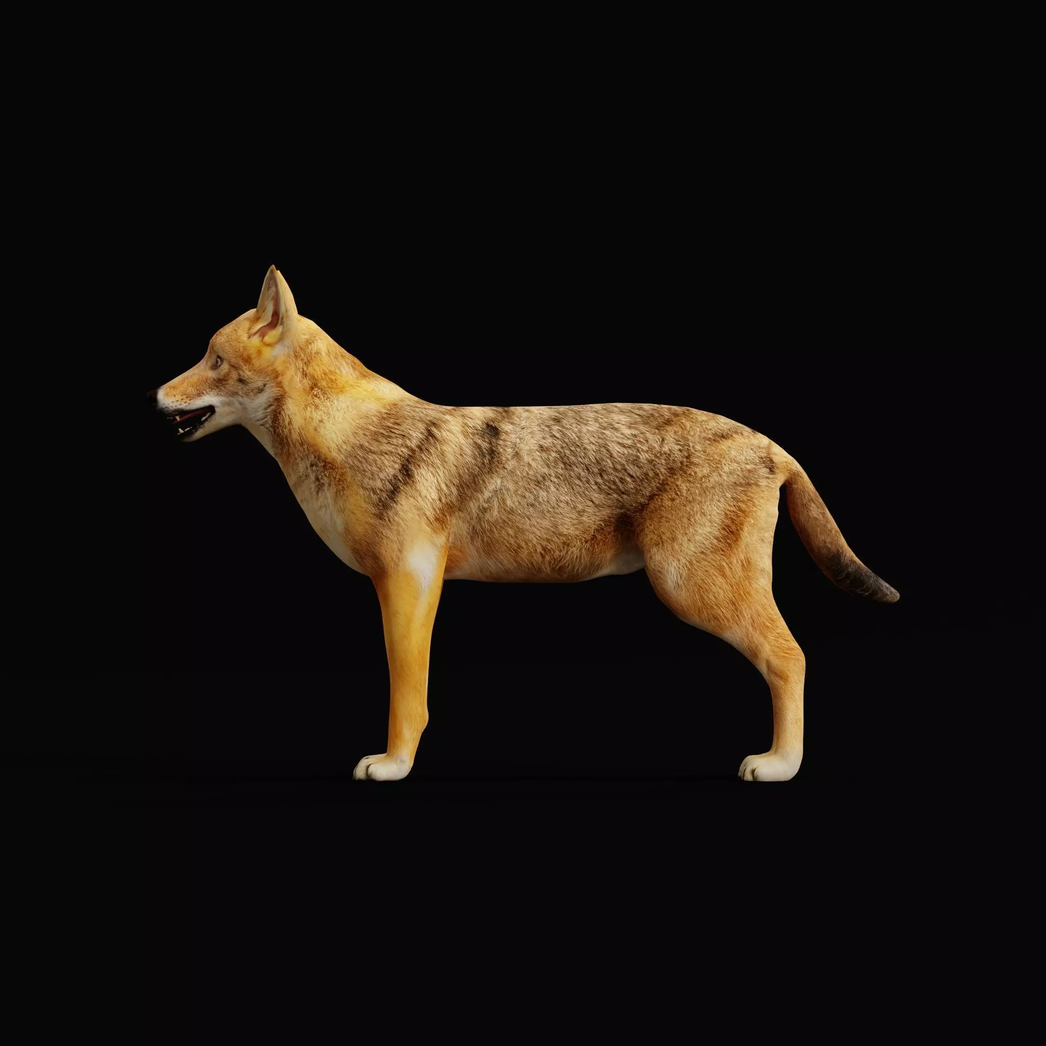 European Female Jackal Low-poly 3D model_19