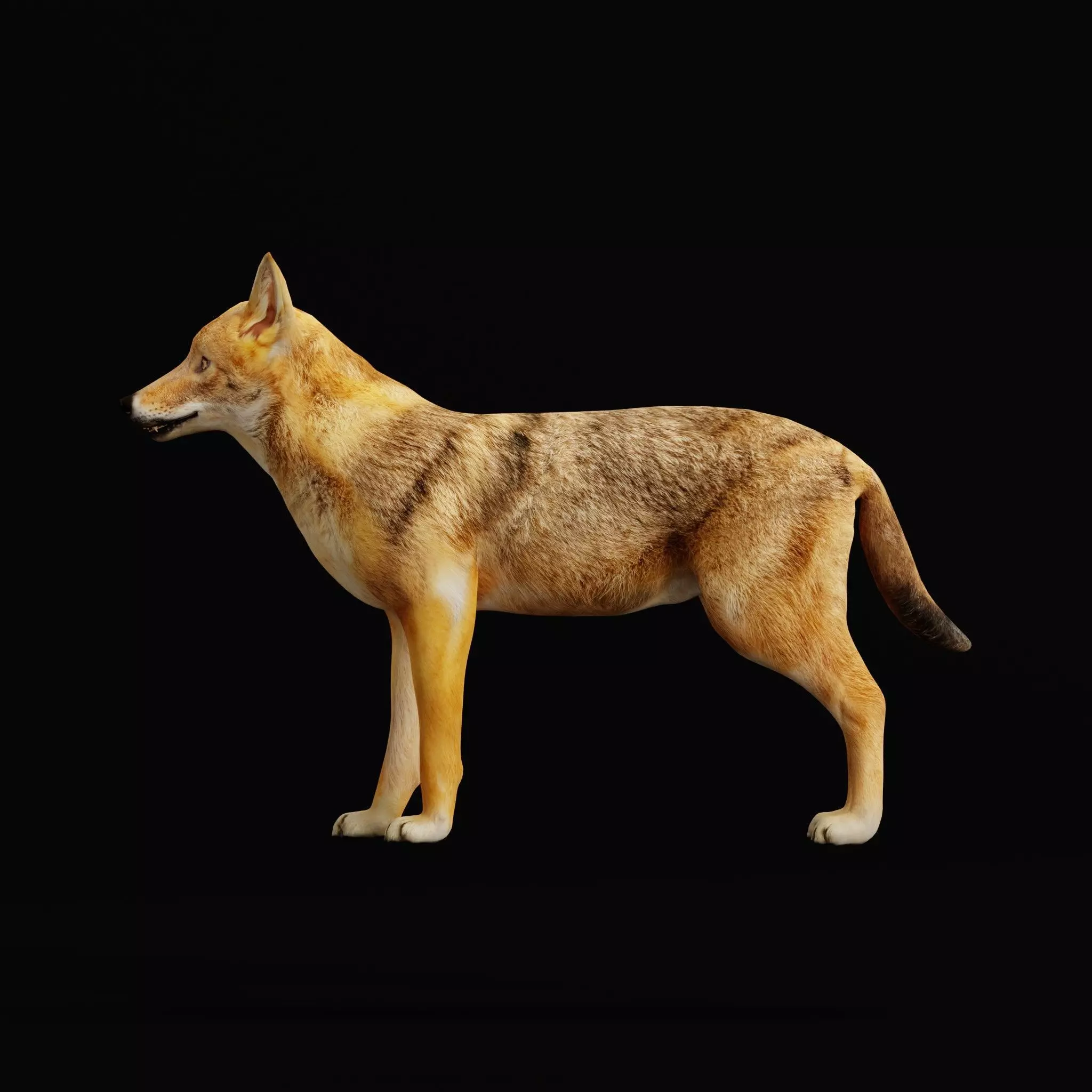 European Female Jackal Low-poly 3D model_24