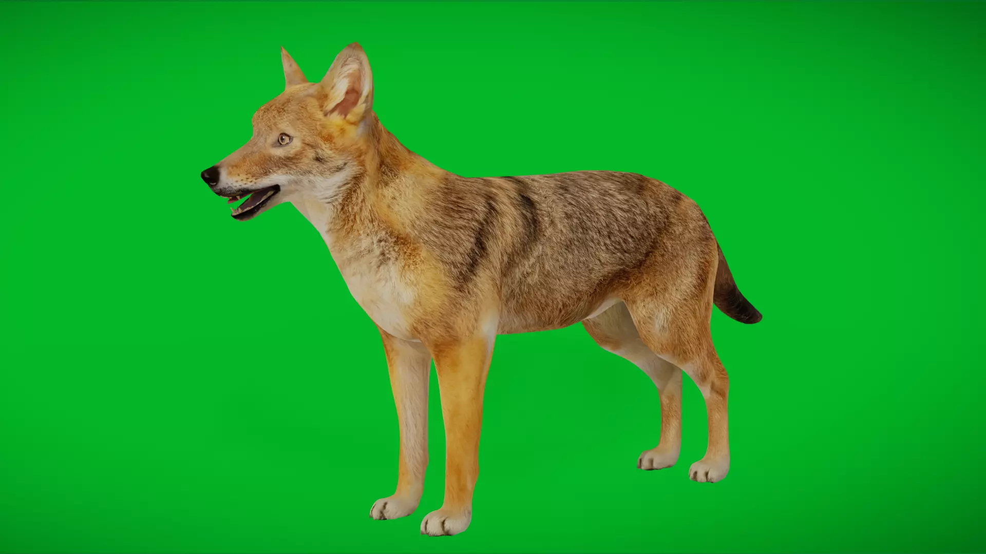 European Female Jackal Low-poly 3D model_0