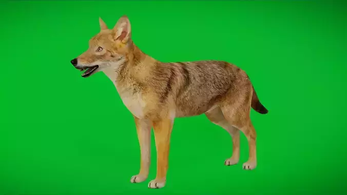 European Female Jackal Low-poly 3D model European Female Jackal Low-poly 3D model