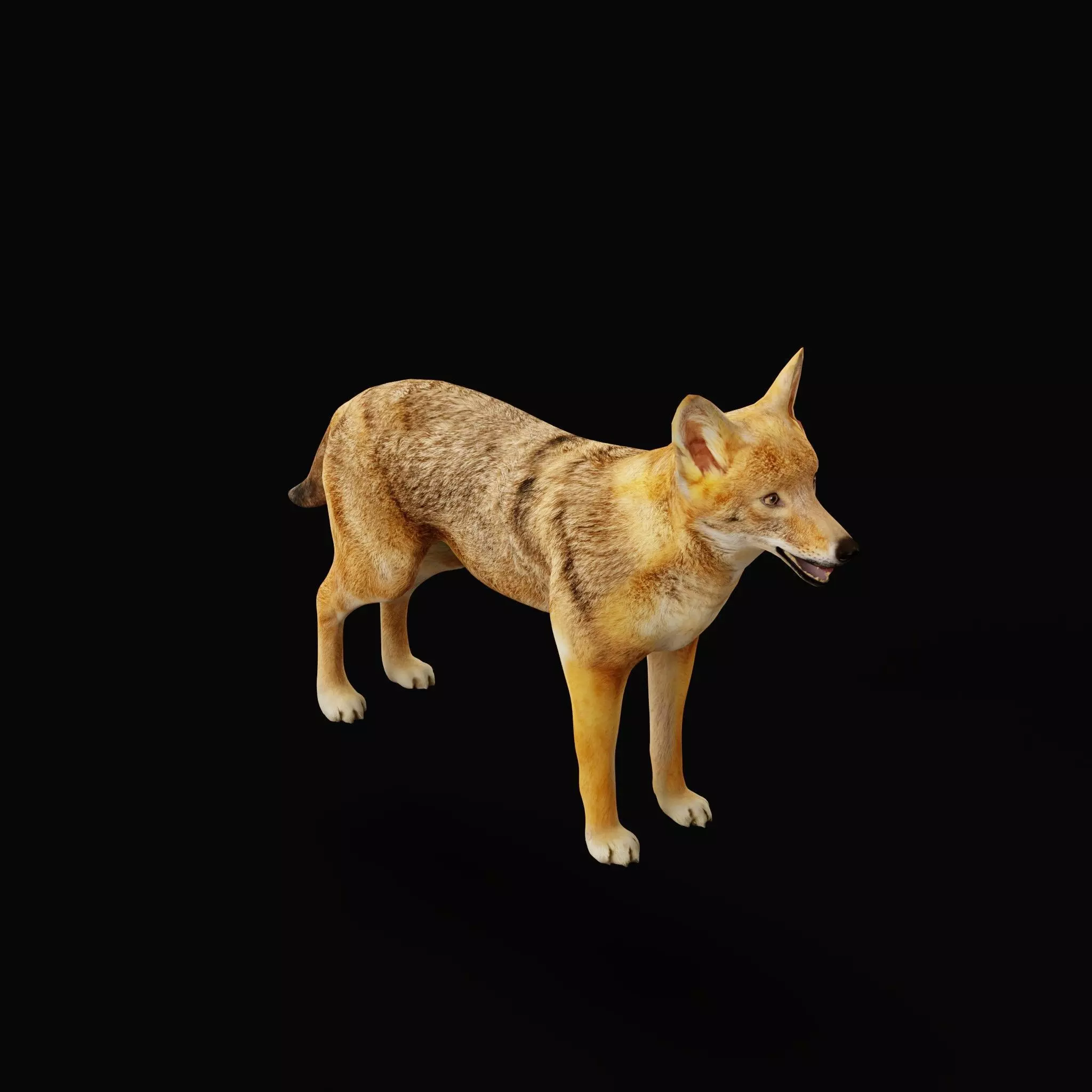 European Female Jackal Low-poly 3D model_25