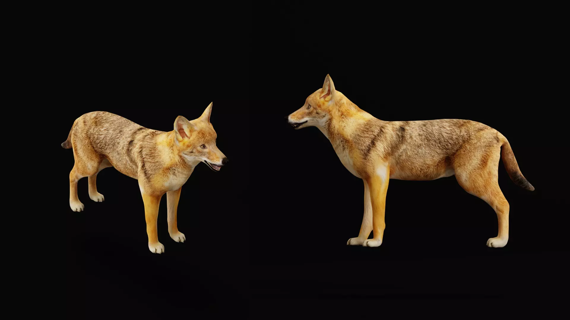 European Female Jackal Low-poly 3D model_38