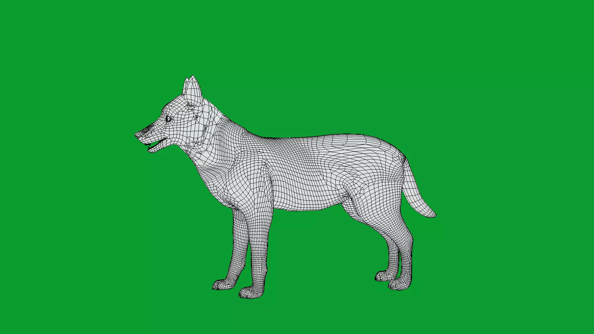 European Female Jackal Low-poly 3D model_15