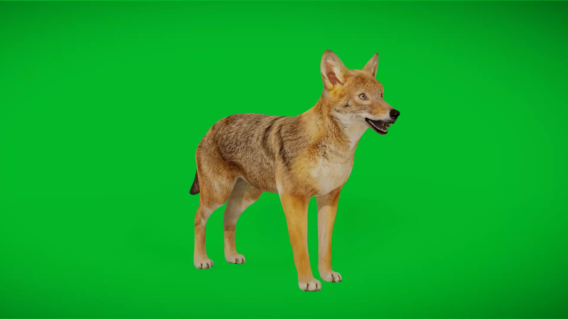 European Female Jackal Low-poly 3D model_4