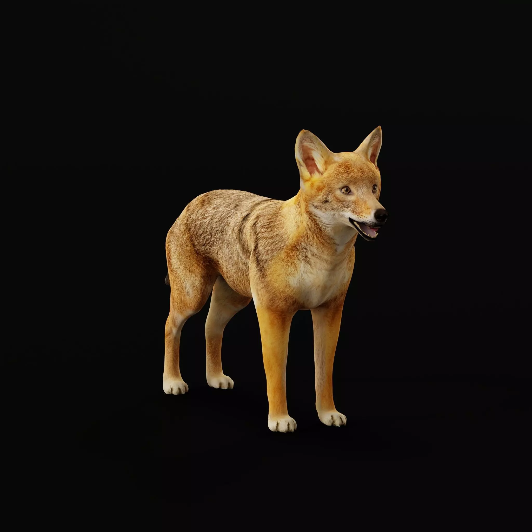 European Female Jackal Low-poly 3D model_17
