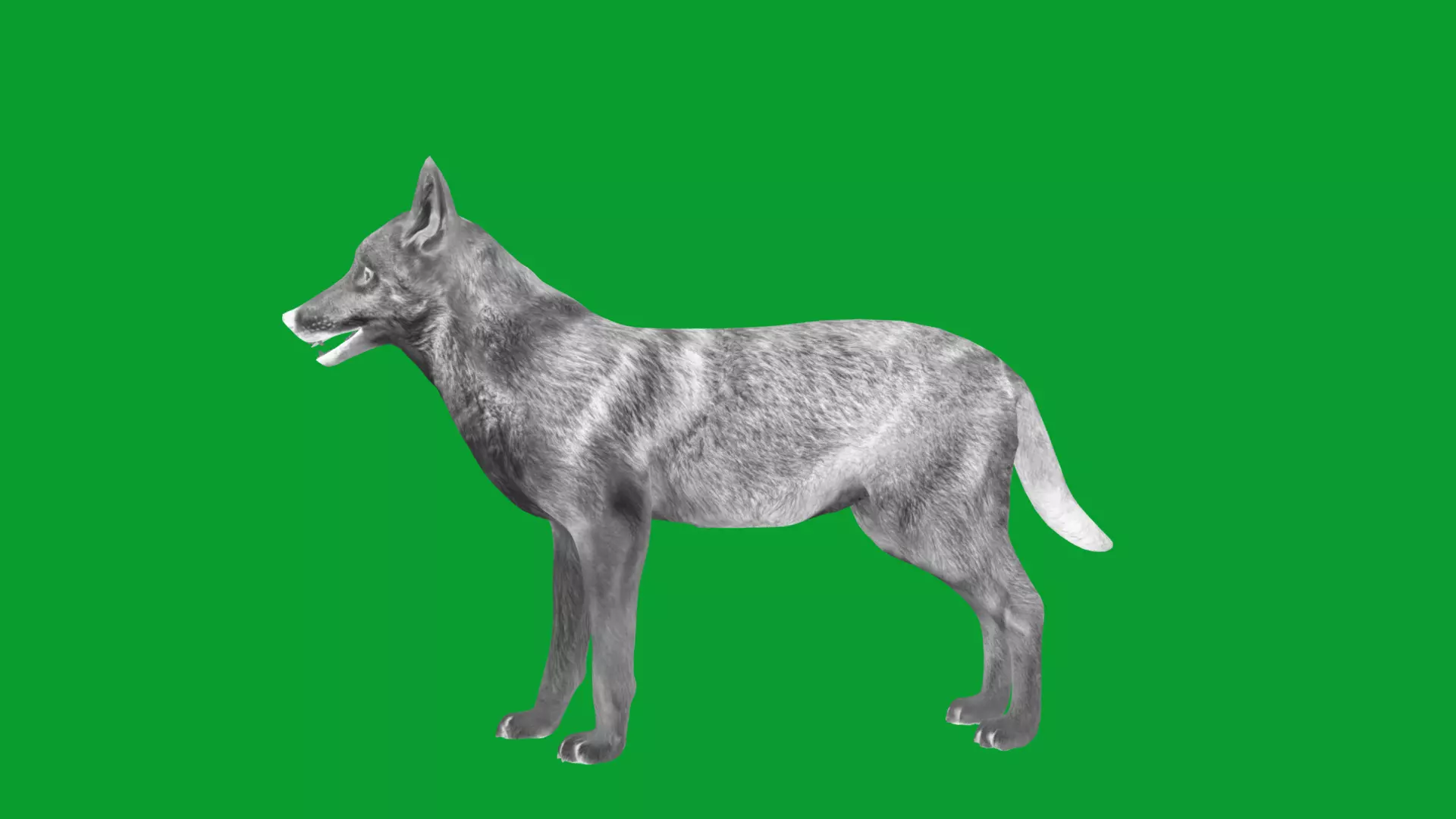 European Female Jackal Low-poly 3D model_32