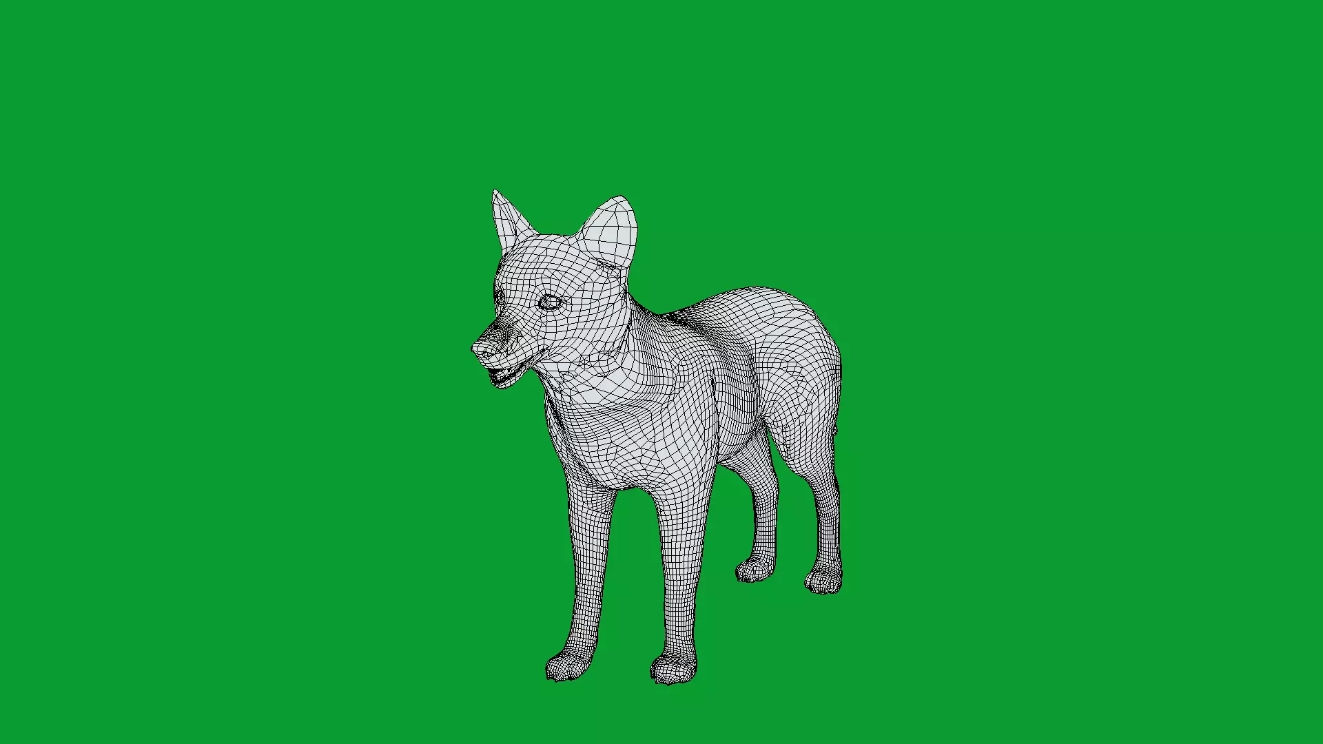 European Female Jackal Low-poly 3D model_16