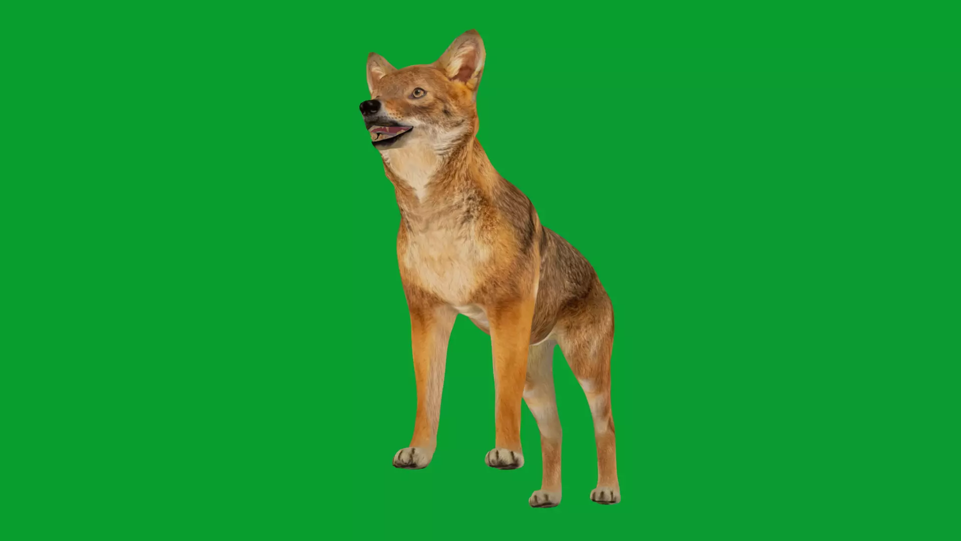 European Female Jackal Low-poly 3D model_36