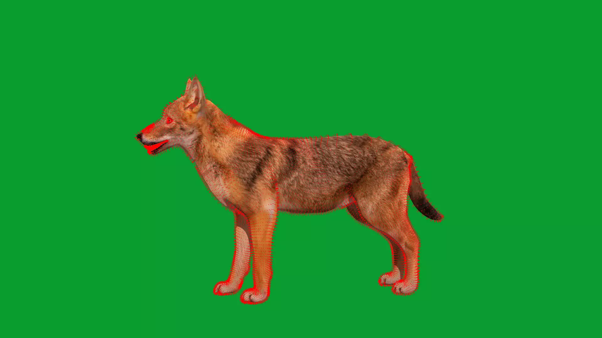 European Female Jackal Low-poly 3D model_37