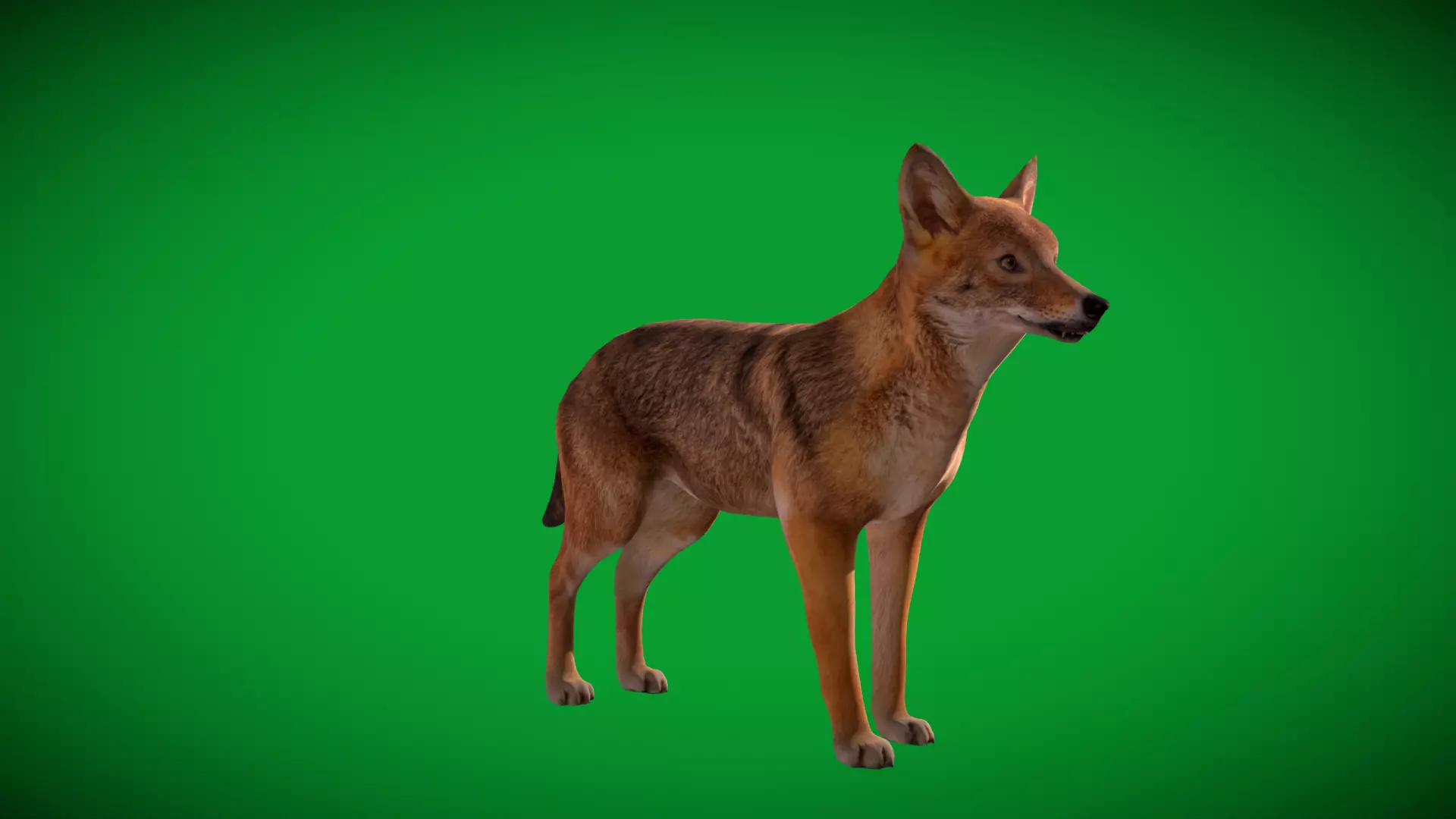 European Female Jackal Low-poly 3D model_42