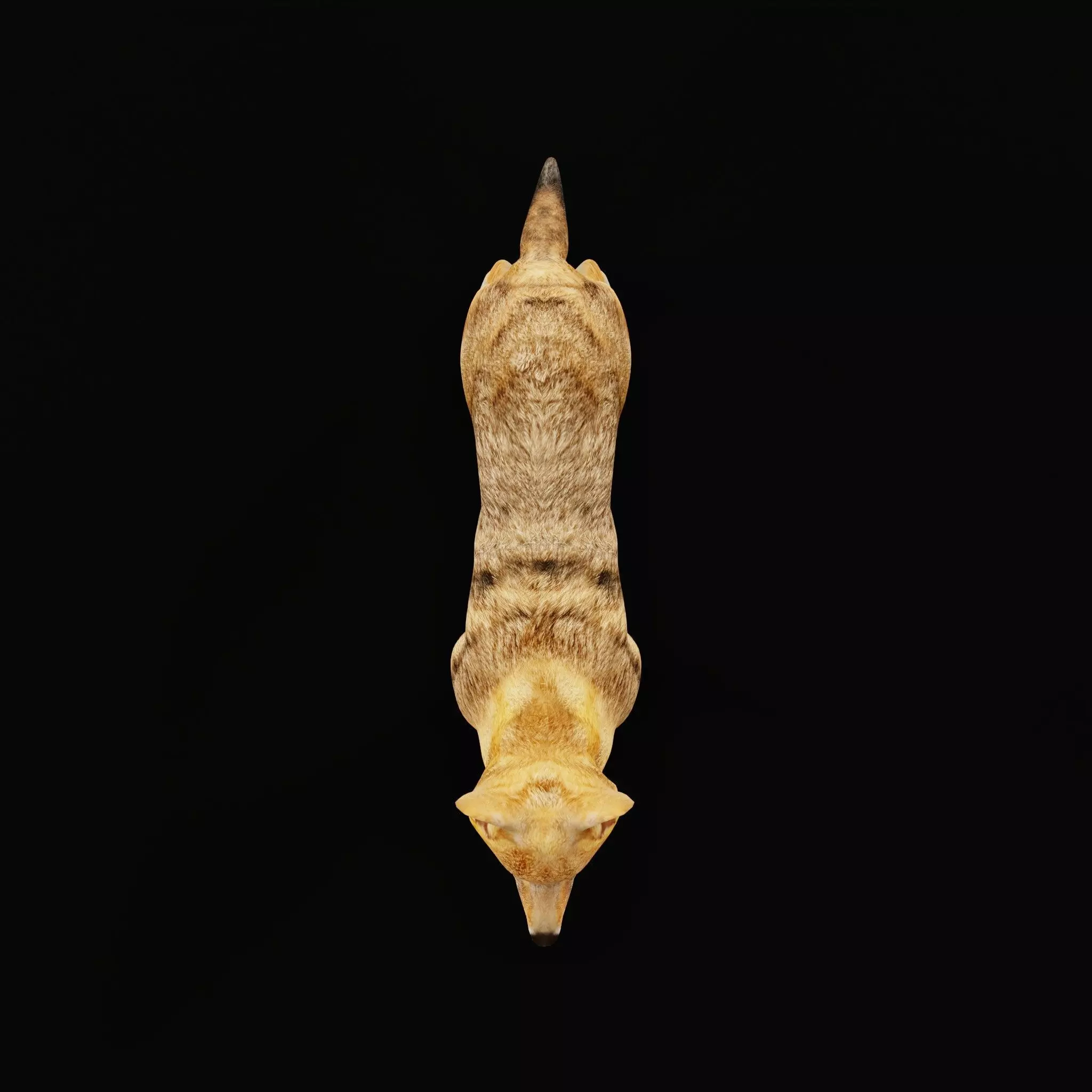 European Female Jackal Low-poly 3D model_23