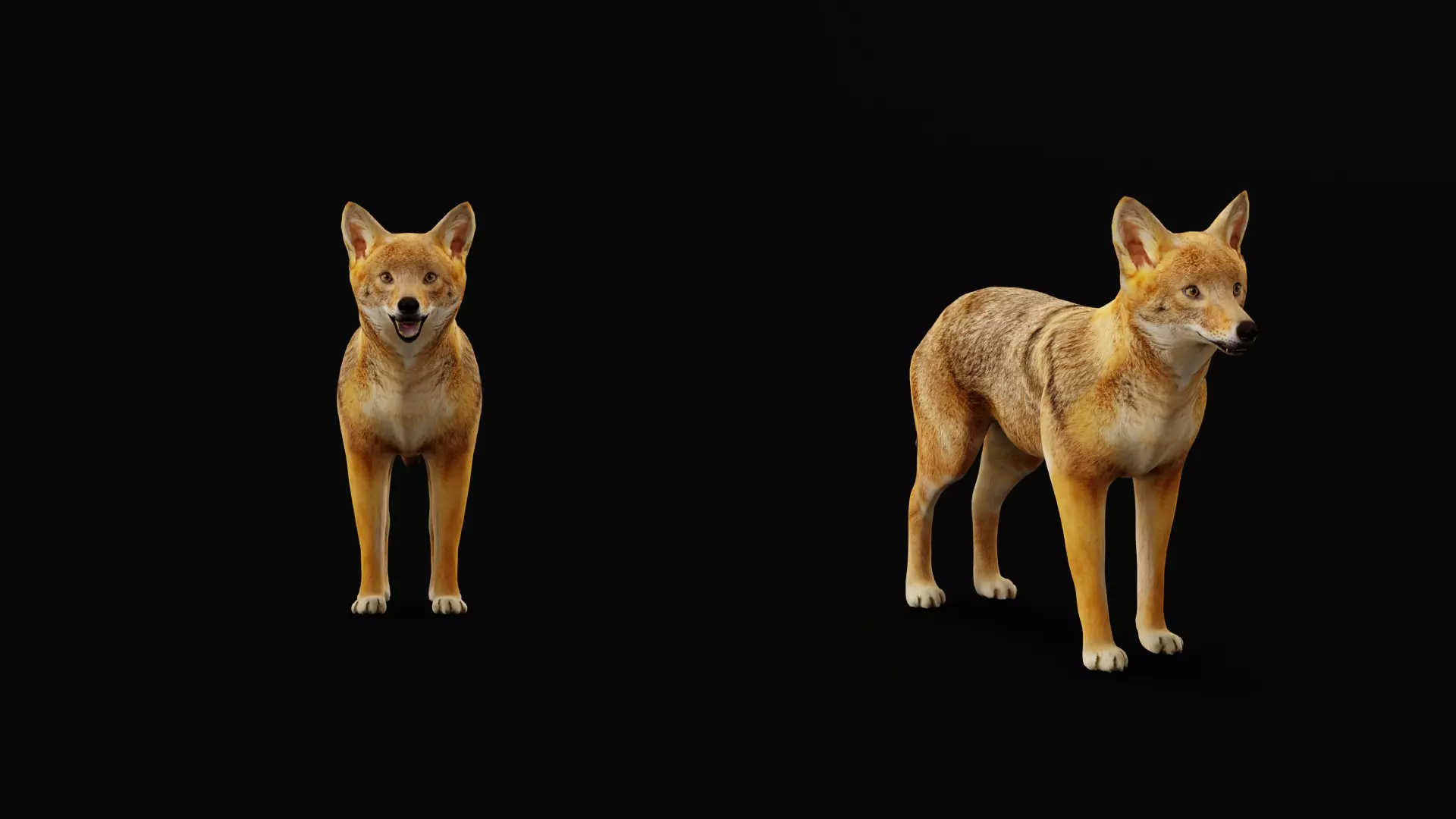 European Female Jackal Low-poly 3D model_35