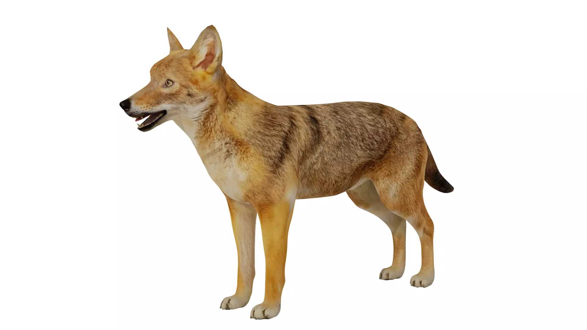 European Female Jackal Low-poly 3D model_5