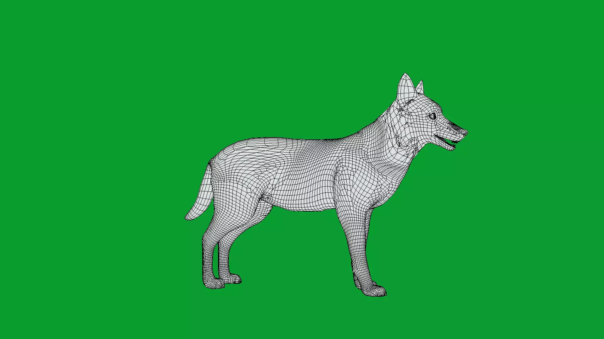 European Female Jackal Low-poly 3D model_9