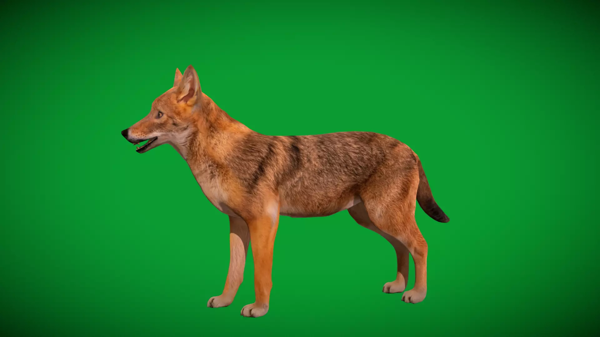 European Female Jackal Low-poly 3D model_44
