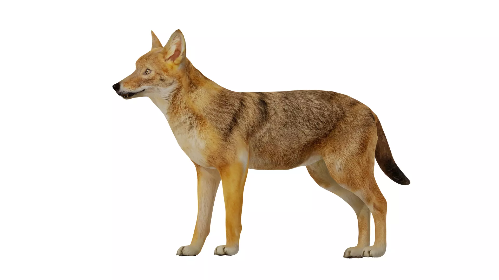 European Female Jackal Low-poly 3D model_6