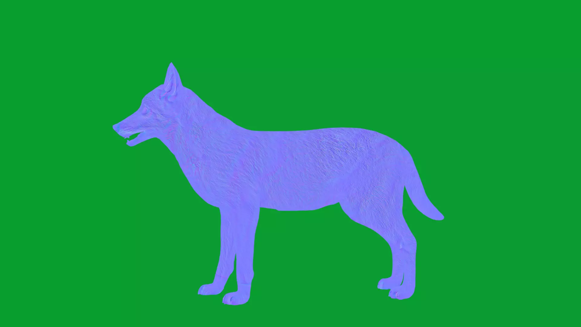 European Female Jackal Low-poly 3D model_22
