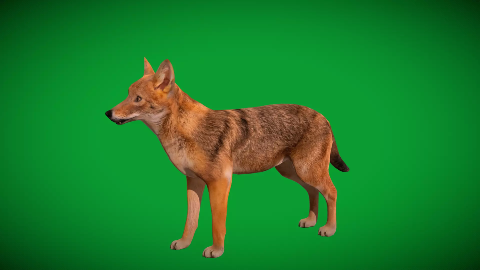European Female Jackal Low-poly 3D model_45