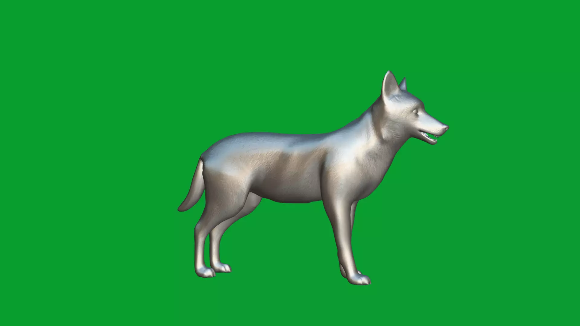 European Female Jackal Low-poly 3D model_13