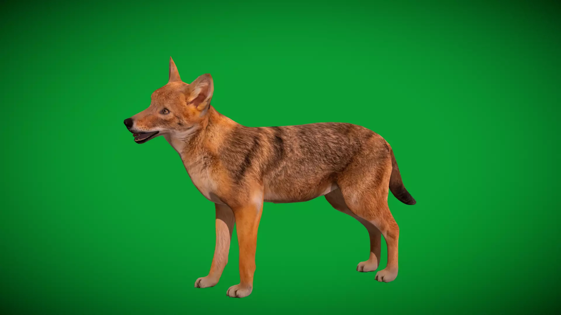 European Female Jackal Low-poly 3D model_41