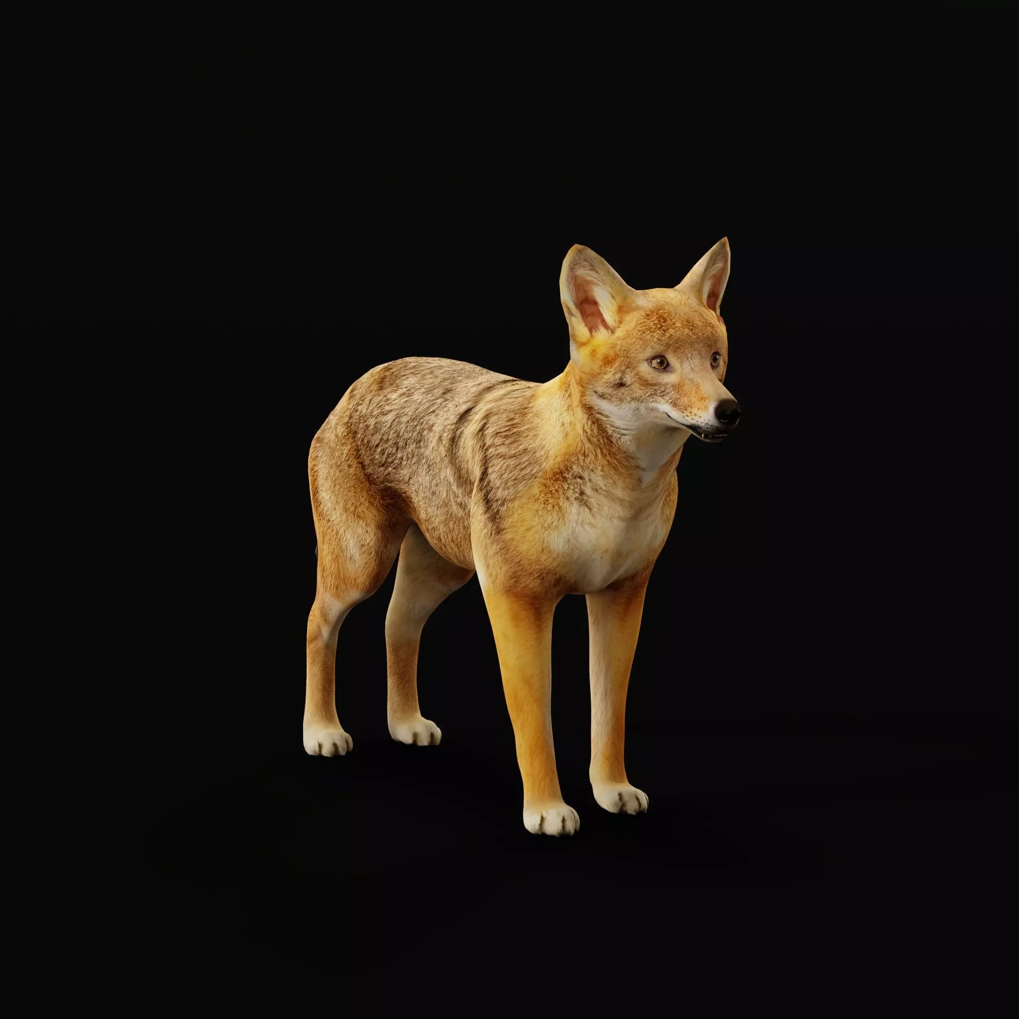 European Female Jackal Low-poly 3D model_14