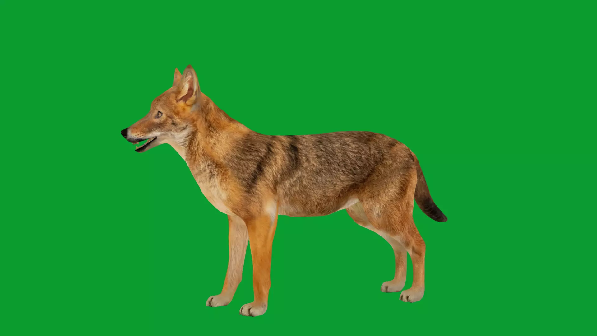 European Female Jackal Low-poly 3D model_34
