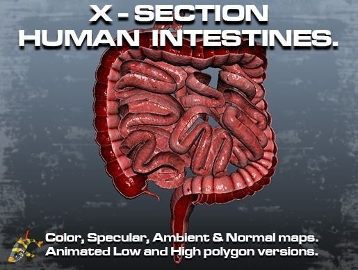 Cross Section Human Intestines Low-poly 3D model