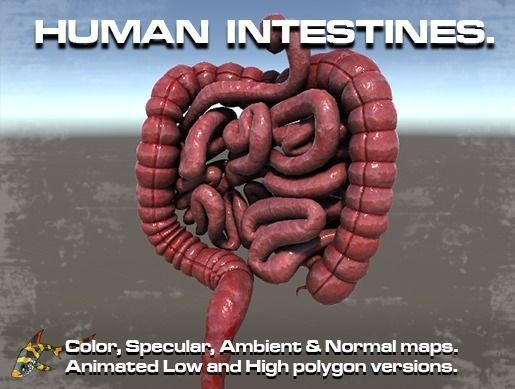 Human Intestines Low-poly 3D model
