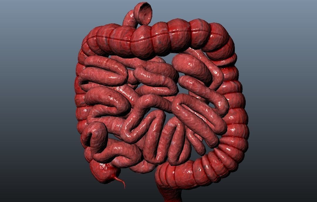 Human Intestines Full Pack Low-poly 3D model_7