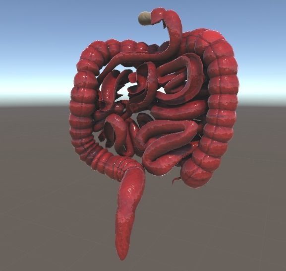 Human Intestines Full Pack Low-poly 3D model_4